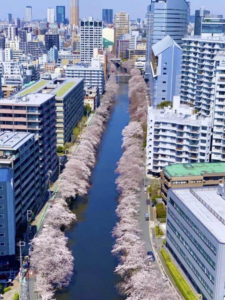 バルコニー眺望（春には桜が望めます。）